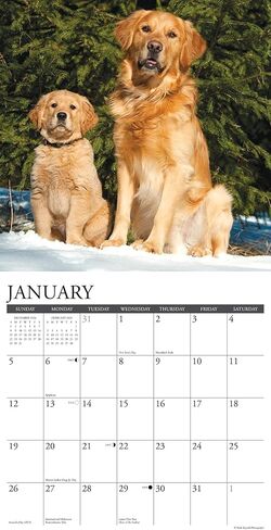 Willow Creek Press Goldens Monthly 2025 Wall Calendar (12" x 12") in Saudi Arabia