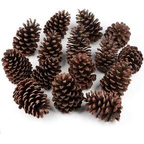 12 قطعة من مخاريط الصنوبر الكبيرة، من 3 إلى 4 بوصات غير معطرة من مخاريط الصنوبر لعيد الميلاد للحرف اليدوية وحشو مزهرية طاولة شجرة الكريسماس ديكور المنزل in Kuwait