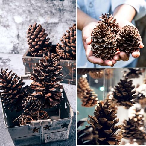 12 قطعة من مخاريط الصنوبر الكبيرة، من 3 إلى 4 بوصات غير معطرة من مخاريط الصنوبر لعيد الميلاد للحرف اليدوية وحشو مزهرية طاولة شجرة الكريسماس ديكور المنزل in Kuwait