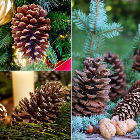 12 قطعة من مخاريط الصنوبر الكبيرة، من 3 إلى 4 بوصات غير معطرة من مخاريط الصنوبر لعيد الميلاد للحرف اليدوية وحشو مزهرية طاولة شجرة الكريسماس ديكور المنزل in Kuwait