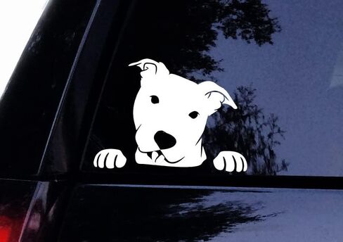 ملصق Pitbull - Peeking Peek a Boo Pit Face - ملصق سيارة Pit Bull Dog، ملصق للكمبيوتر المحمول، ملصق نافذة السيارة (6 بوصة، أبيض) in Saudi Arabia