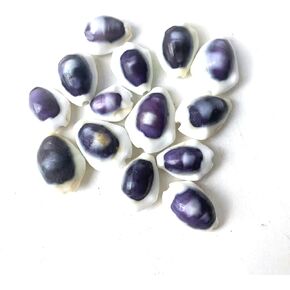 Heyiwell 30PC Purple Top Cowrie Sea Shells,Cowrie Shell Beads for Jewelry Making DIY Craft Bracelets Fish Tank and Vase Filler 0.5"~0.75" Inch