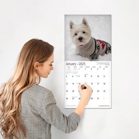 RED EMBER Sit Happens: Dog Memes 2026 Wall Calendar 12 Month | Thick & Sturdy Paper | Holiday Gift | Puppy Funny Dog Calendar 2026 in Saudi Arabia