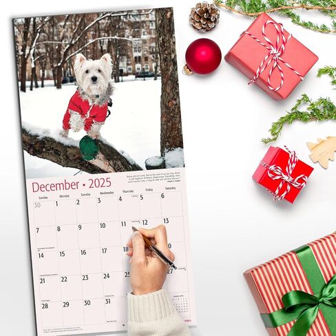 RED EMBER Sit Happens: Dog Memes 2026 Wall Calendar 12 Month | Thick & Sturdy Paper | Holiday Gift | Puppy Funny Dog Calendar 2026 in Saudi Arabia