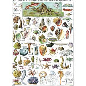 Vintage Mollusks Poster Print - Marine Life Identification Reference Chart (LAMINATED, 18" x 24")