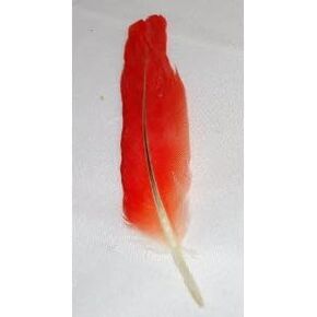 African Grey Feather Blessed/pluma de loro