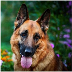 YaYiYo DIY Diamond Painting Kits, German Shepherd Animal Pattern Art Rhinestone Crystal Embroidery Diamond Cross Stitch for Children, 30 x 30 cm (11.8 x 11.8 inch)