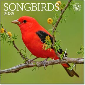 Songbirds Mini Wall Calendar 2025, 7" x 7"