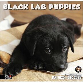RED EMBER Lab Puppies 2025 تقويم حائط شهري قابل للتعليق | 12 بوصة × 24 بوصة مفتوح | ورق سميك وقوي | هدية