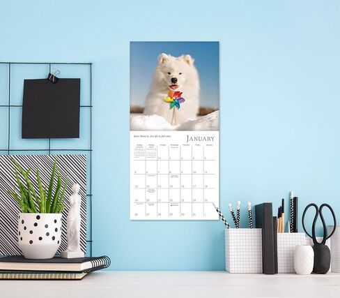 Cat Naps 2025 Mini Calendar, 7" x 7" in Saudi Arabia