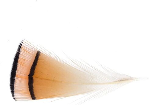 MAHAVIMOKSA 100pcs Natural Feather for DIY Craft Earring Wings Wedding Party Home Decoration (Green Lady Amherst Bronze Iridescent Plumage) in Kuwait