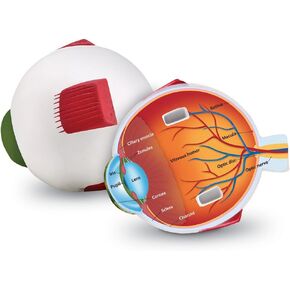 Learning Resources Cross-Section Human Eye Model, Biology, Scientific Vocabulary, Classroom Accessories, Measures 5″ in diameter. Grades 2+, Ages 7+