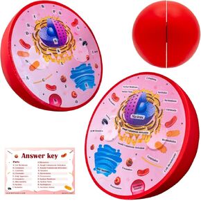 Cross Sectional Foam Animal Cell Model | Great for Classroom Learning, Teaching & STEM Kits | Clearly Labeled Organelles | Strong Magnet Connectors | Useful for Biology, Anatomy & Science Projects