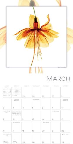 Flower Spirits 2025 Wall Calendar — Radiographs of Nature by Steven N. Meyers, 12" x 12" in Saudi Arabia