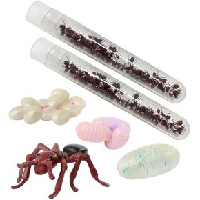 Insect Lore Two Tubes of Live Ants | 50 Live Harvester Ants | with Ant Life Cycle Stages Figurines