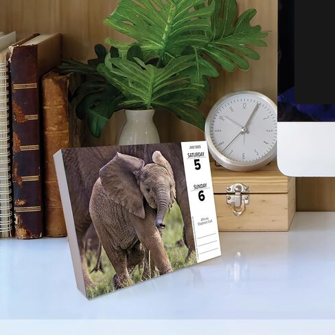 Willow Creek Press Baby Animals Daily 2025 Box/Desk Calendar (5.86" x 4.72") in Saudi Arabia