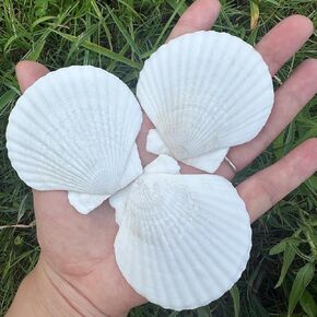 30 PCS Seashells for Crafts 2-3 Inches White Natural Bulk Scallop Shells for Decorating, DIY Crafts Decor, Wedding Decoration, Beach Theme Party, Home Decor.