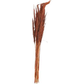 Deco 79 Dried Plant Pampas Grass Home Decor Natural Foliage Tall Natural Dried Foliage, Foliage for Decoration 2" x 1" x 35", Orange