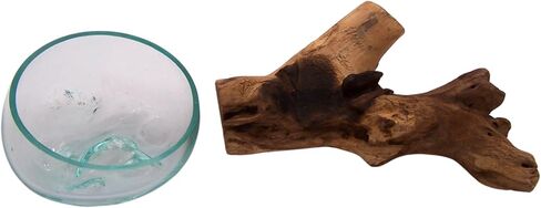 Small Glass Bowl on Driftwood Figurine, Freestanding Nautical Home & Office Decor, Beach Themed Decoration, 6.5 Inches in Saudi Arabia