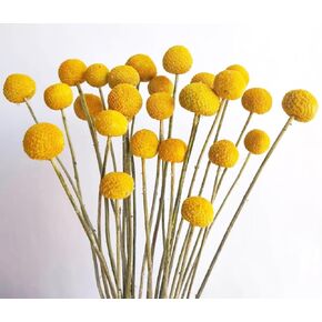Natural Craspedia Dried Flowers, Yellow Billy Buttons Balls Bouquet, 17" Dried Yellow Flowers for Home Decor Photo Props DIY Wedding Decoration (50 Pcs)