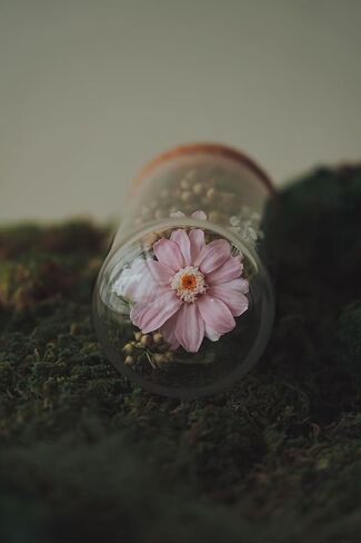 Handmade Preserved Sunflower in Glass Dome Eternal Real Rose Flower for Her,Valentine’s Day, Christmas, Mother’s Day, Birthday, Anniversary, Wedding, Thanksgiving Gifts for Women (Pink) in Saudi Arabia