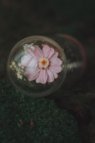 Handmade Preserved Sunflower in Glass Dome Eternal Real Rose Flower for Her,Valentine’s Day, Christmas, Mother’s Day, Birthday, Anniversary, Wedding, Thanksgiving Gifts for Women (Pink) in Saudi Arabia