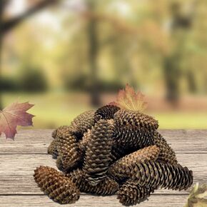BANBERRY DESIGNS Spruce Pine Cones - Set of 24 - Tabletop Thanksgiving Decorations Natural Pinecones 3.5-4.5 Inch Long for Christmas Crafts Vase Filler Rustic Fall Home Décor
