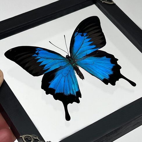 Real Swallowtail Butterfly Wooden Framed Shadow Box Dried Handmade Insect Lover Taxidermy Dead Bug Taxadermy Specimen Wall Decor Living Home K16-28-KINH in Saudi Arabia