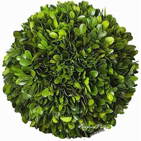 PDTXCLS Real Preserved Boxwood Evergreen Globe Tree Topiary in Terracotta Planter (22 inch Tall) in Kuwait