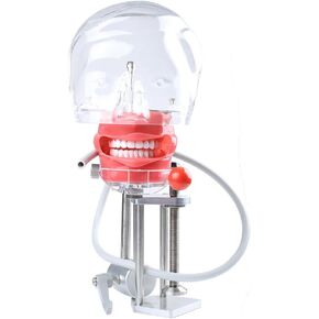 Dental Simulator Manikin Phantom Head Manikin Realistic Cheeks with 360-Degree Rotation of The Head Detachable Artificial Teeth for Teaching and Learning(Bandage Type) in Saudi Arabia