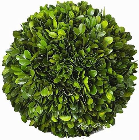 BOXWOOD VALLEY Boxwood Decorative Ball Preserved Real Boxwood Leaves Green Plants Home Decors for Christmas Thanksgiving Days Gifts Stay Fresh for Years Indoor Use Only (Small Ball, 6 inch) in Saudi Arabia