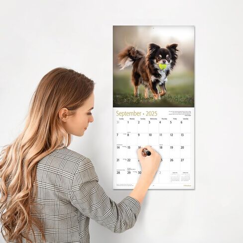RED EMBER Sit Happens: Dog Memes 2026 Wall Calendar 12 Month | Thick & Sturdy Paper | Holiday Gift | Puppy Funny Dog Calendar 2026 in Saudi Arabia