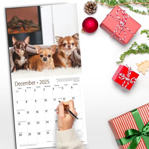 RED EMBER Sit Happens: Dog Memes 2026 Wall Calendar 12 Month | Thick & Sturdy Paper | Holiday Gift | Puppy Funny Dog Calendar 2026 in Saudi Arabia
