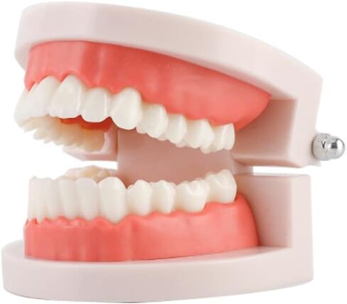 نموذج أسنان قياسي، نموذج عرض تايبودونت القياسي للبالغين لتعليم الأطفال عرض نظيف in Kuwait