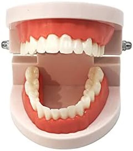 نموذج أسنان قياسي، نموذج عرض تايبودونت القياسي للبالغين لتعليم الأطفال عرض نظيف in Kuwait