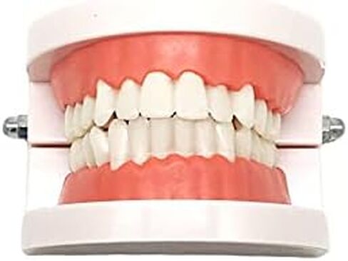 نموذج أسنان قياسي، نموذج عرض تايبودونت القياسي للبالغين لتعليم الأطفال عرض نظيف in Kuwait