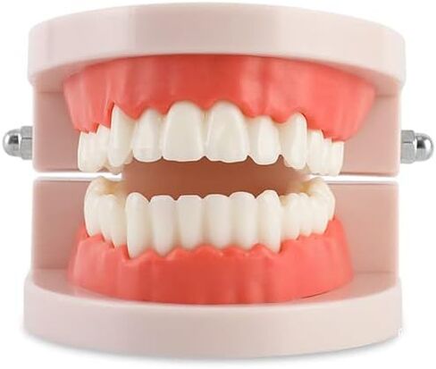 نموذج أسنان قياسي، نموذج عرض تايبودونت القياسي للبالغين لتعليم الأطفال عرض نظيف in Kuwait