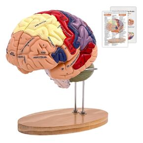 Human Brain Model 2 Times Life Size, 2024 Newest Brain Anatomy Model, Includes 4 Pieces Labeled with Figures 9 Colors, for Neuroscience Learning Display Medical Identify Brain Functions