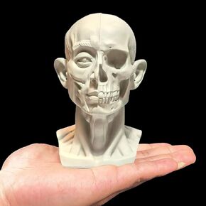 Small Head Skull Model Anatomy, Anatomical Muscle Bone Human Head Model for Artists Drawing, Artist Face Model, Gray, H39-FBA in Kuwait