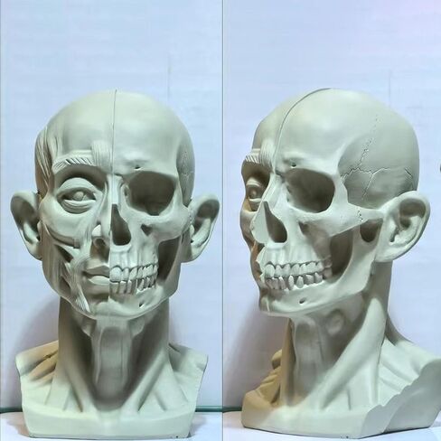 Small Head Skull Model Anatomy, Anatomical Muscle Bone Human Head Model for Artists Drawing, Artist Face Model, Gray, H39-FBA in Kuwait