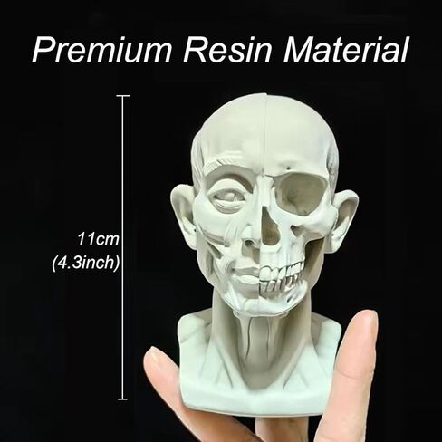 Small Head Skull Model Anatomy, Anatomical Muscle Bone Human Head Model for Artists Drawing, Artist Face Model, Gray, H39-FBA in Kuwait