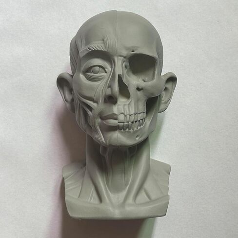 Small Head Skull Model Anatomy, Anatomical Muscle Bone Human Head Model for Artists Drawing, Artist Face Model, Gray, H39-FBA in Kuwait