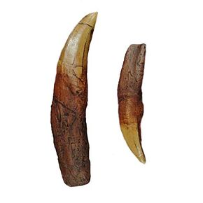 DINOSAURS ROCK® Tyrannosaurus Rex (T-Rex) Tooth with Root Replica - 7.25"