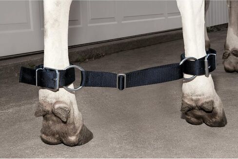 ويفر ليذر in Kuwait