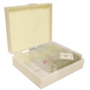Vision Scientific VSH125 Prepared Slide Set – Plant (Set of 12)