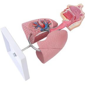 Human Lung Anatomical Display, Model with Removable Heart, Ideal Teaching Tool for Students Study, High Simulation