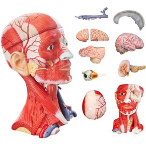 Human Head and Neck Brain Model, 10 Parts 1:1 Life Size Skull Anatomical Superficial Neurovascular Cerebrum Muscles 3D Detachable with Product Manual and Numbered for Medical Education Study