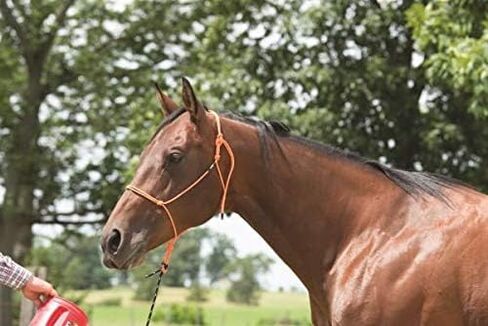 Silvertip Reflective Rope Halter in Saudi Arabia