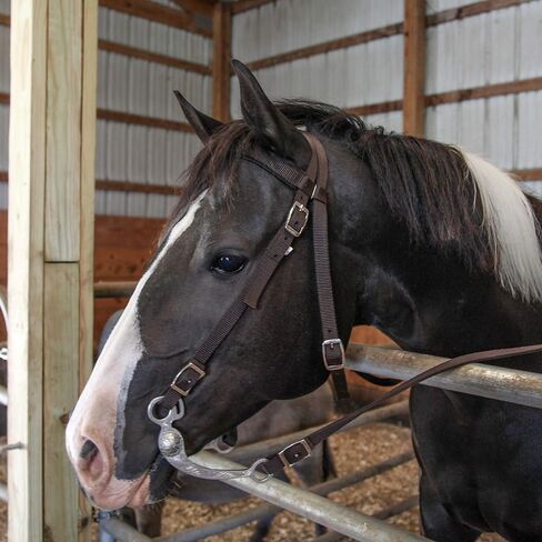 Majestic Ally Nylon Padded Browband Headstall with Reins for Horses (Black, Full) in Saudi Arabia