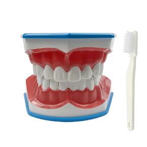 2 Times Large Dental Teeth Model, YOUYA DENTAL Teaching Model Study Brushing Tooth Model Tools with Toothbrush Denture Model with Tongue for Kids Oral Care Teaching Model